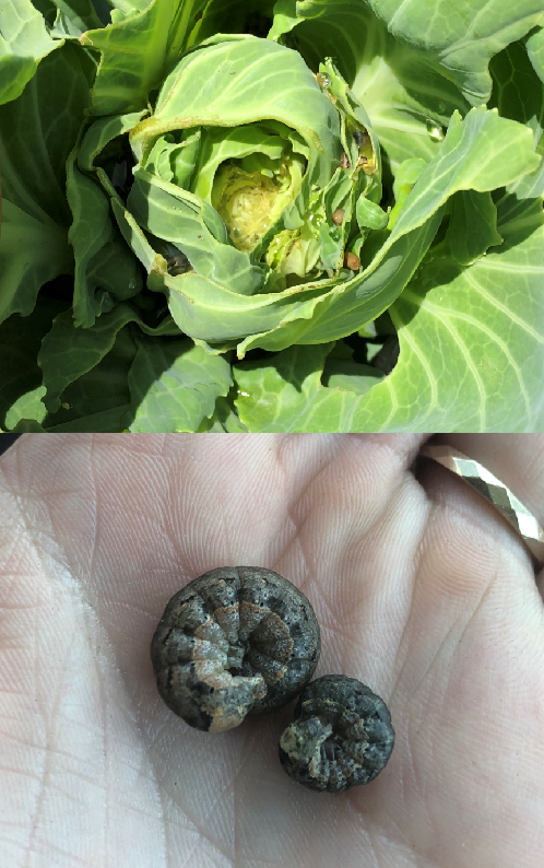 Armyworm in cabbage